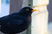 Blackbird perched quietly beside a wooden fence